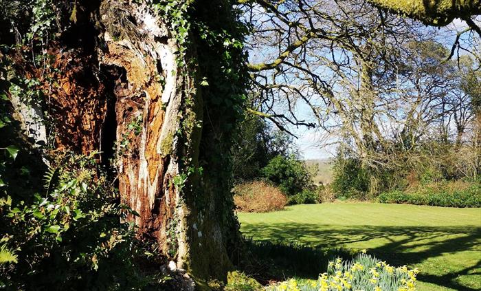 900 Year Old Oak Tree